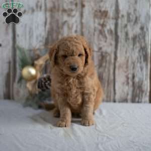 Gunther, Mini Goldendoodle Puppy